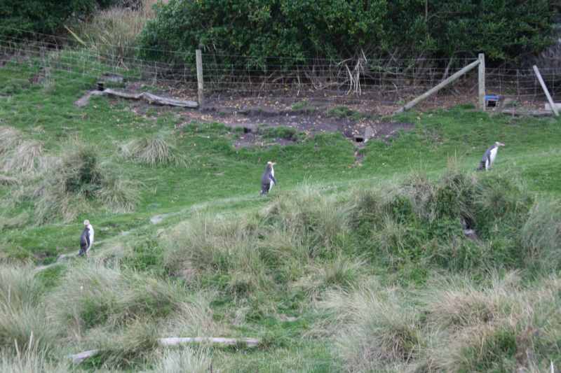 Nieuw-Zeeland 2011 - 2074